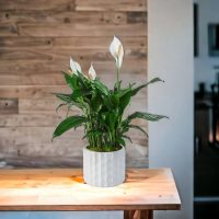 Espatifilio o cuna de Moisés: cómo hacer que florezca todo el año esta hermosa planta de interior