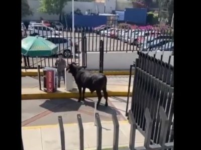 Un toro se metió al estacionamiento de la Universidad La Salle, campus Pedregal (Video)