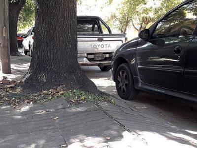 El secreto de los jardineros para tu árbol en la vereda y que las raíces no te levanten el piso