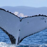Dos ballenas jorobadas baten récords al nadar entre Australia y Brasil