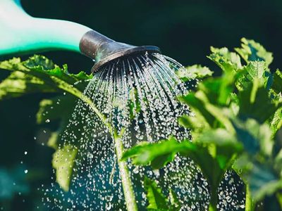 Con 1 hisopo y 1 botella de plástico: el dispositivo autorriego para mantener siempre tus plantas lindas y rozagantes