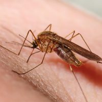 Olores que odian los mosquitos y que los alejarán de tu hogar si con el repelente no basta
