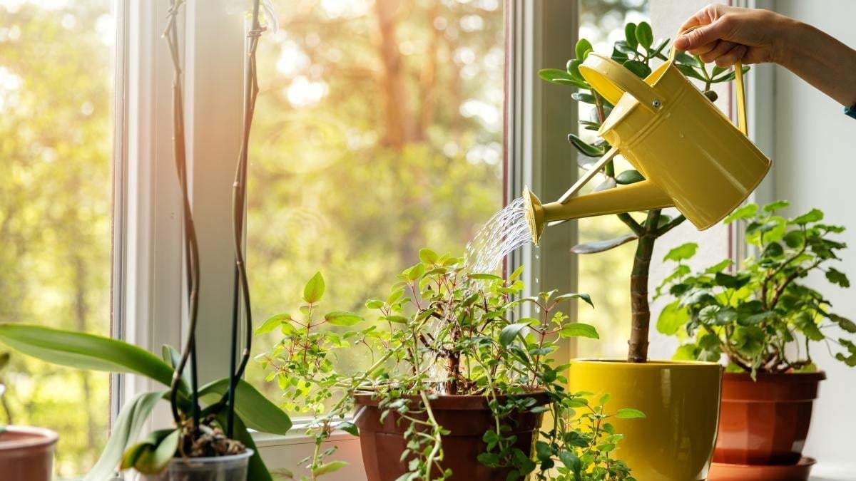 Plantas. Fuente: (Instagram)