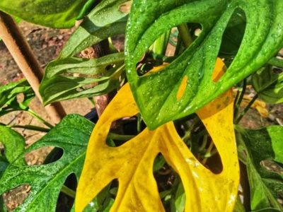Por qué mi monstera tiene hojas amarillas: el truco de los jardineros para que esté siempre perfecta y sana