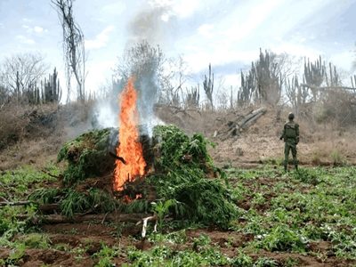 Ejército Mexicano destruye plantíos de mariguana Sinaloa, Chihuahua, Durango y Guerrero