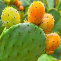 La valiosa planta que crece en las calles y casas, tiene mala fama pero da unos frutos riquísimos