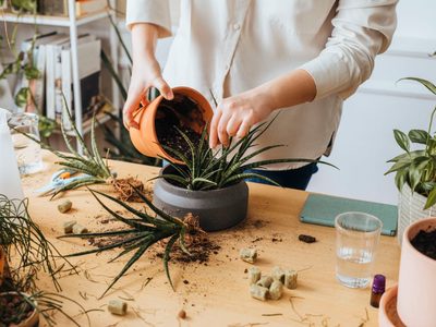 Con 4 desechos de tu cocina hacé este potente fertilizante para que tus plantas crezcan y florezcan