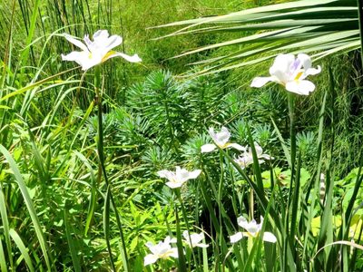 La planta que se mantiene hermosa todo el año, no necesita cuidados y es perfecta para tu balcón o vereda