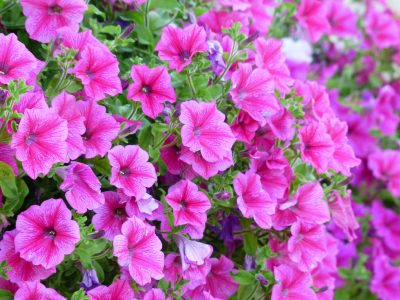 Hermosa y cero exigente: la planta que florece todo el verano y tiene el doble de pétalos