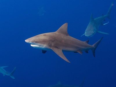 Dos pescadores reciben mordidas de tiburones en lapso de 36 horas