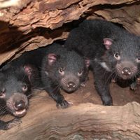 Siete demonios de Tasmania nacen por primera vez en 3 mil años en Australia