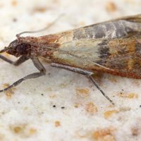 Eliminá radicalmente las polillas de la alacena con un truco fácil y natural