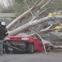 Una mujer murió aplastada por un árbol en Maipú