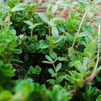 Las hojas de esta planta comestible que solés tirar y no sabes que contienen muchísima vitamina