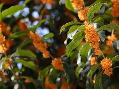 La planta que no le teme al frío, es súper fácil de cuidar y deja un increíble perfume en tu jardín