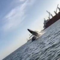 Ballena salta y aplasta una lancha en Sinaloa; hay cuatro heridos (Video)