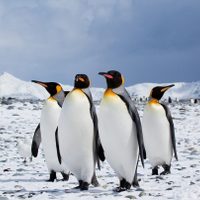 Rescataron un pingüino rey en Vicente López
