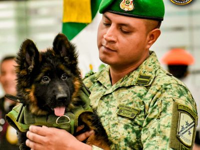 De Turquía para México: Cachorro donado tras la muerte de Proteo llega al AICM