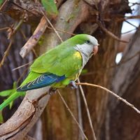 Curiosidades de la Cotorra: el pájaro con voz propia que muchos confunden con plaga