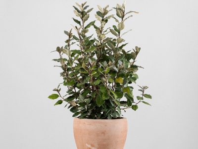 5 arbustos enanos ideales para macetas y bordes, resistentes a todo y perfectos para darle prolijidad a tu jardín