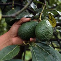 El aguacate se vende hasta en 140 pesos por kilo: Profeco