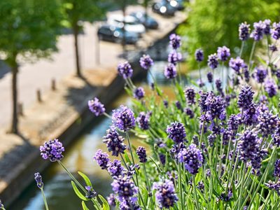 Ni lavanda ni rosas: la planta de pocos cuidados que es ideal para decorar y perfumar tu terraza al mismo tiempo