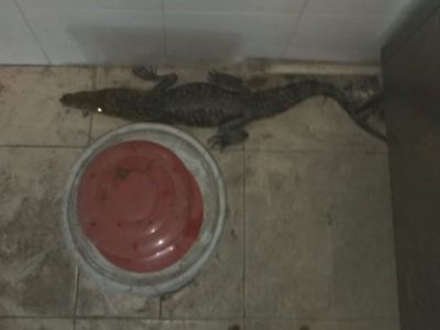 Encuentran cocodrilo dentro de un restaurante en NL