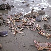 El mar Austral agoniza entre algas y desechos
