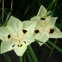 De pocos cuidados, flores hermosas y resiste todas las plagas: la planta favorita de jardineros y principiantes