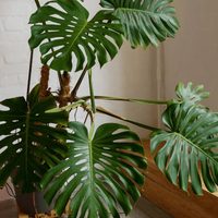 3 consejos clave para que tu Monstera Deliciosa se vea rozagante y se convierta en el centro de atención en tu hogar