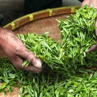 El Té verde: ¿qué beneficios ofrece este producto oriental?