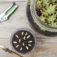 Conocé este truco viverista para reproducir tus suculentas con esquejes y con un poderoso ingrediente que tenés en tu cocina