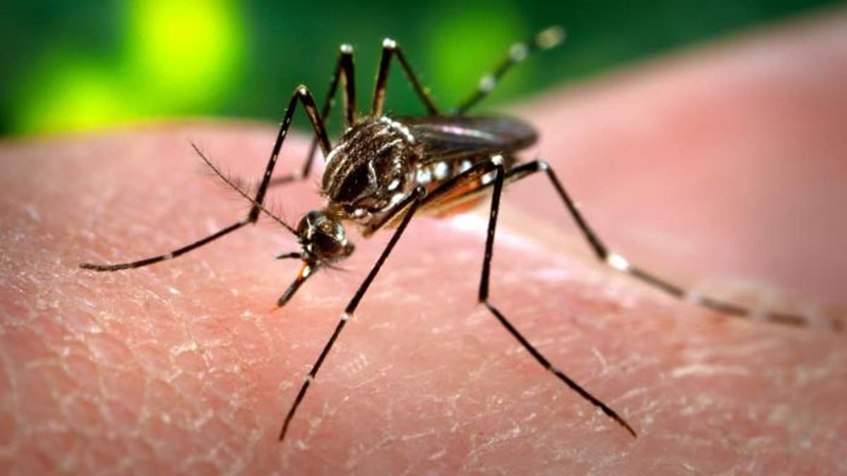 Zika. Fuente: (Twitter)