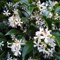 Conservá el aroma de tus flores preferidas con esta técnica antigua de perfumería francesa que te va a encantar