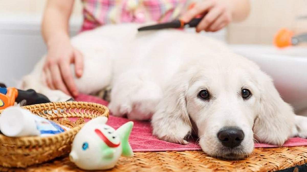 Rutina de limpieza para tu perro. Fuente: (X)