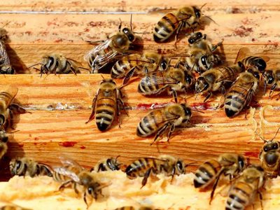 Alerta por sorpresiva aparición de abejas en La Plata: a qué se debe