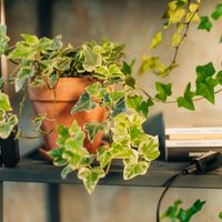 No pongas hiedra en tu casa, que es invasora: reemplazala por esta planta nativa que da el perfume más delicioso