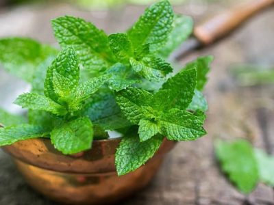 El secreto de los viveristas para cuidar tu planta de menta en una maceta y que crezca rozagante y sana