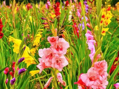 La planta cuyas increíbles flores crecen en espiga y aportan distinción a tu hogar: cómo cuidarla