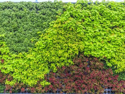 Cercos verdes: tres plantas ideales para incrementar la privacidad