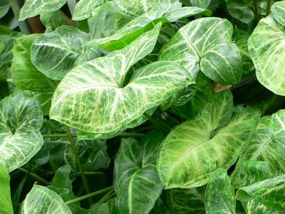 3 plantas hermosas que son perfectas para tener lejos de las ventanas