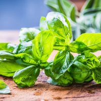 El secreto para que tu planta de albahaca ya no se seque y esté rozagante y linda todo el año