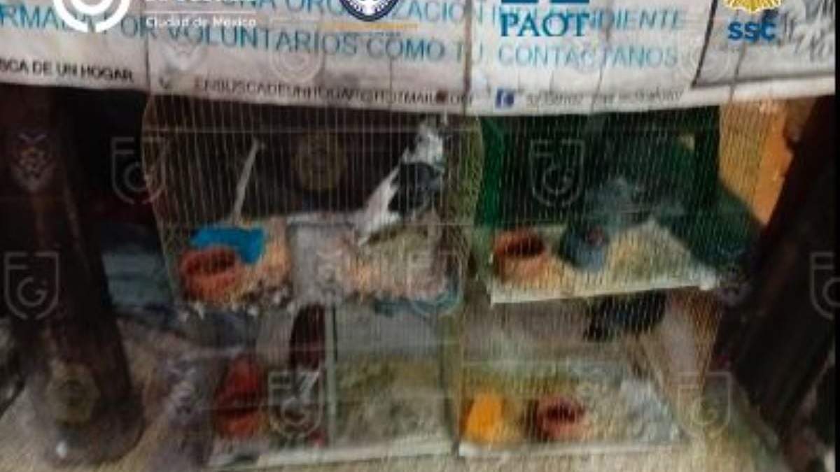 Autoridades publicaron imágenes del interior del refugio animal en la Narvarte