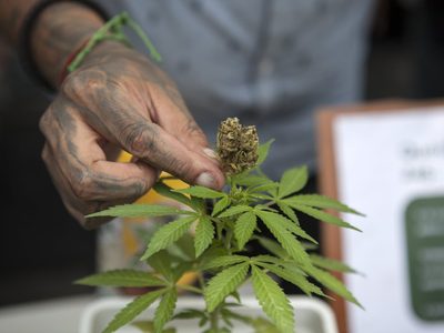 La Corte elimina la prohibición del uso lúdico de la mariguana
