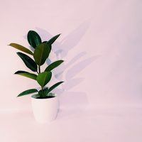 Ahorrate una fortuna y aprendé a reproducir la planta de moda con estos sencillos trucos