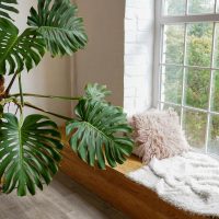 La hermosa planta de interior con hojas enormes que atrae la fortuna y la buena suerte