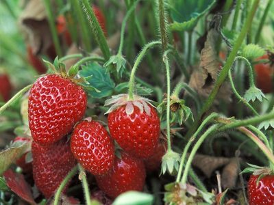 No compres más frutillas y germinalas en tu casa con este efectivo y sencillo truco