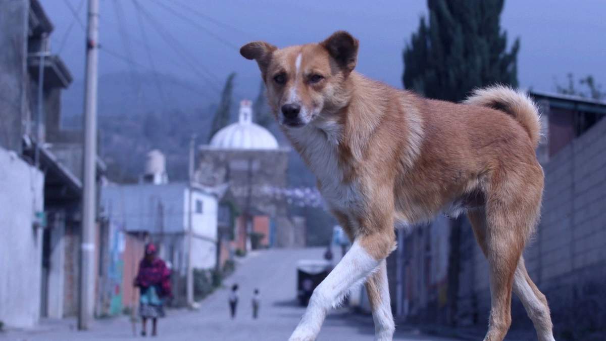 Perro caminando por la calle (imagen ilustrativa)