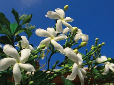 El secreto de los jardineros: evitá que tu jazmín se enferme con estos consejos para que crezcan sanos y rozagantes