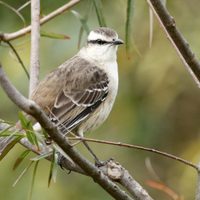 Curiosidades de la calandria, el pájaro que tiene una voz particular y sabe imitar